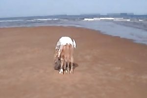 خوب بوش 7 بازی