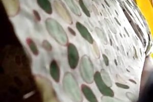 زیر دامن, فضول آسیایی جاسوسی تماشای فیلم